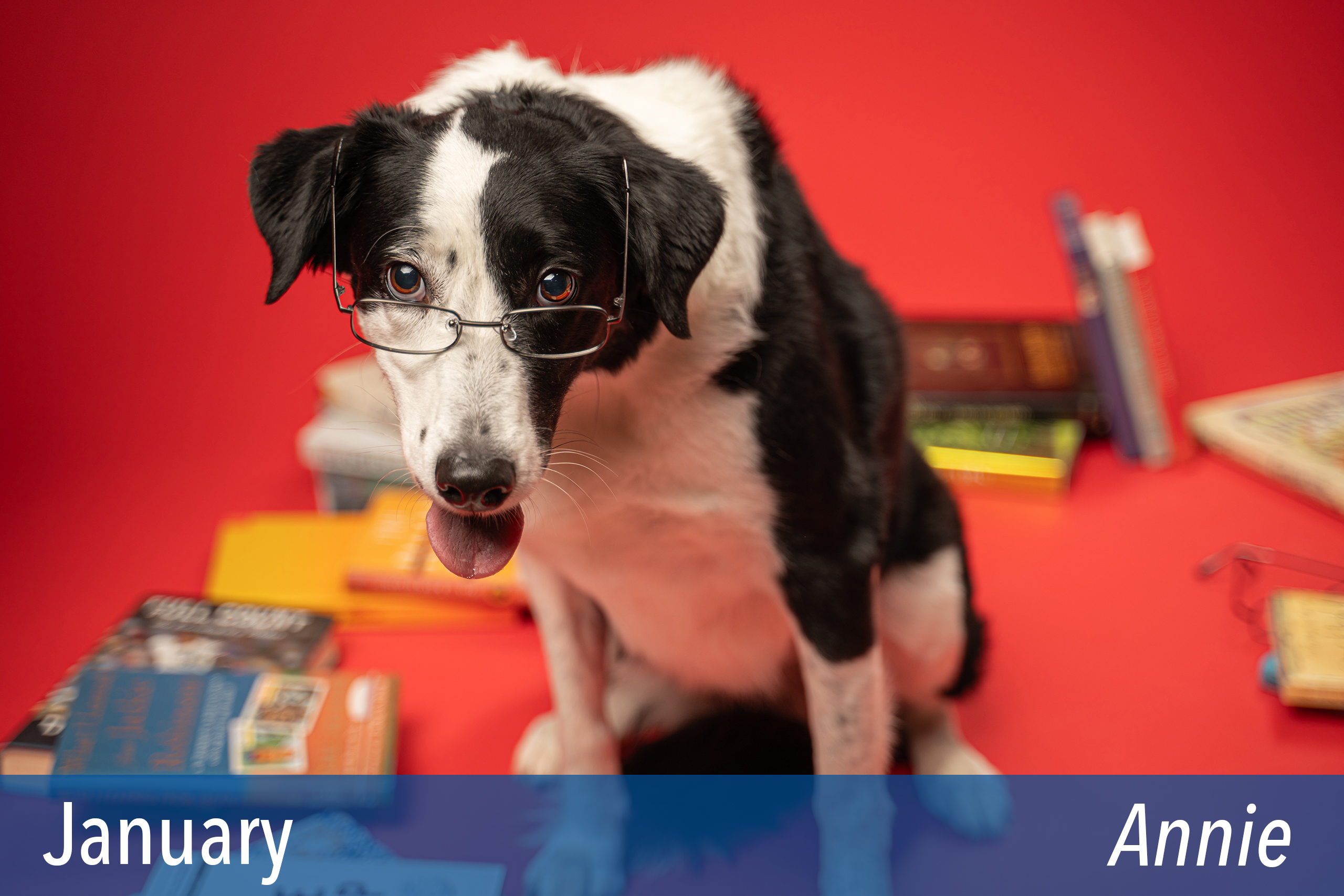 The Dogs of Central National Bank 2024 Calendars Central National Bank